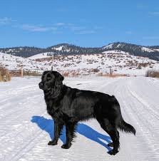 25 Black Golden Retriever Pictures You Need To See Before You Die The Paws