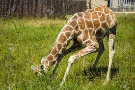 Beautiful giraffe🦒 eating grass | animal planet tv ️subscribe for unique and best content related to animals and nature ️hello friendswelcome to animal plan. Giraffe Eating Grass Stock Photo Picture And Royalty Free Image Image 116647752