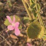 Image result for Hibiscus meyeri