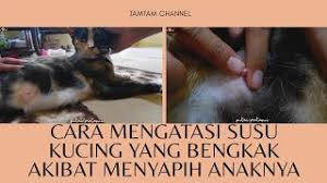 Penyebab lain susu kucing bengkak antara lain karena kanker atau tumor pada bagian sekitar puting susu. Cara Mengatasi Susu Kucing Yang Bengkak Karna Menyapih Anaknya Memerah Susu Kucing Youtube