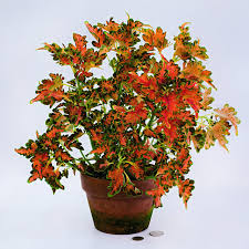 Image result for Coleus zombensis