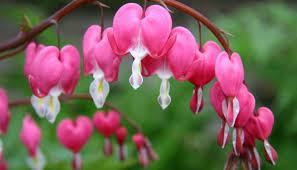 Heart leaved aster is perfect for extending color and interest in the woodland shade garden, well into autumn. Bleeding Heart A Plant Of The Papaveraceae Family Giftblooms Resource Guide