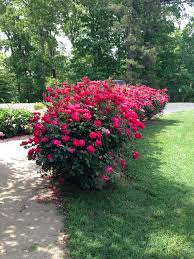 Deadheading knockout roses will keep the plants looking neat. Pin By Star Roses And Plants On The Knock Out Family Of Roses Rose Hedge Rose Trees Knockout Roses