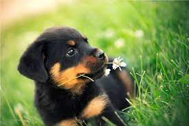 26 photos that prove rottweilers are the most awesome breed ever. Rottweiler Puppy Wallpaper 1800 1200 Rottweiler Dog Rottweiler Puppies Dog Breeds
