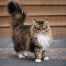 Maine coon mix cats and kittens. Maine Coon Vs Siberian The Little Carnivore
