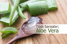 Hızlı büyüyebilmesi için aydınlık yerlere ihtiyaç duyar. Aloe Vera Bitkisi Nasil Yetistirilir Faydalari Cicek Sepeti Blog
