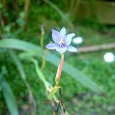 Image result for Aristea angolensis