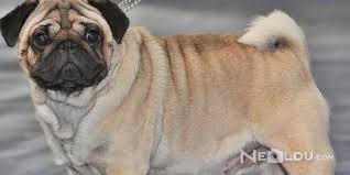 Pug Cinsi Kopek Bakimi Ve Ozellikleri