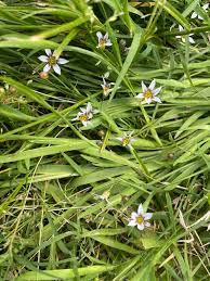 Image result for Sisyrinchium micranthum