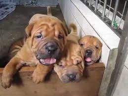 Whatever you need, whatever you want, whatever you desire, we provide. Designer Dog Bullpei Puppies Bulldog Shar Pei Youtube