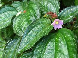 Image result for Calvoa orientalis