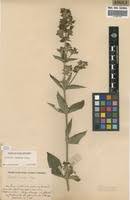 Image result for Dissotis brazzae