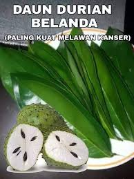 Isi durian belanda dimakan ketika sudah masak kerana lebih lembut berbanding yang masih muda dengan rasa menyegarkan. Humble Gourmet Catering Home Facebook