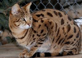 Why one should buy a cat from us. Bengal Cat The Wildcat Sanctuary India New England News