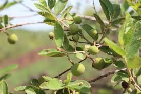 Image result for Grewia