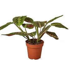 Image result for maranta