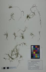 Image result for Potamogeton pusillus