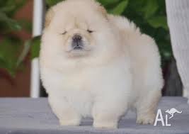 Cream White Chow Chow Puppies For Sale In Sydney New South Wales Classified Australialisted Com