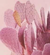 Magical, meaningful items you can't find anywhere else. Pin On Shades Of Pink