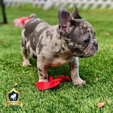 Almost 7 months old, chipped and vaccinated. Fiji Male Blue Merle French Bulldog Premier French Bulldog