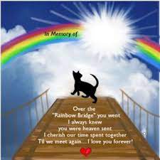  A Personalized Pet Memorial Poem To Honor A Very Special Cat Who Crossed Over The Rainbow Bridge Rainbow Bridge Dog Rainbow Bridge Memorial Poems
