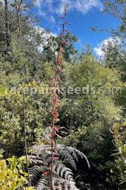 Image result for Astripomoea malvacea