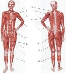 Anatomy study muscle and bone. Bones And Muscles Label Jackman Pe
