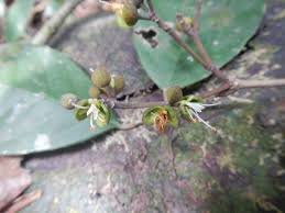 Image result for Anthonotha macrophylla