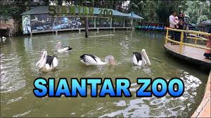 Tanaman hias sengaja ditanam untuk menjadi hiasan pada suatu halaman rumah atau untuk ditanam pada taman agar suasana rumah terlihat indah dan enak dipandang. Kebun Binatang Siantar Zoo Kab Simalungun Youtube Info Wisata Hits