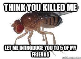 Scumbag Fruit Fly Memes Quickmeme