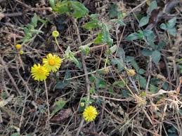 Image result for Pentanema indicum