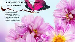 Tidak semua bunga mempunyai hiasan bung yang jelas dapat dibedaka dalam kelopak dan tajuk bunganya.berbagai jenis tumuhan mempunyai hiasan bunga yang tidak lagi dapat dibedakan ada kalanya, petal dan sepal dapat dibedakan lingkarannya, tetapi tetap disebut sebagai tepal. Bunga Kelopak Mahkota Dan Tenda Bunga By Julsa Arofian