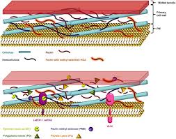 Check spelling or type a new query. The Plant Cell Wall A The Primary Cell Wall Is Constructed Of A Download Scientific Diagram
