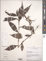 Image result for Stanfieldiella imperforata