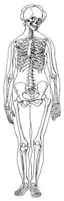 Labeled Skeleton Front View Of Female Skeleton Female Skeleton Female Anatomy Reference Life Drawing Reference
