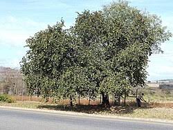 Image result for Piliostigma thonningii