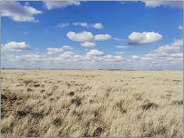 Image result for Pegolettia retrofracta