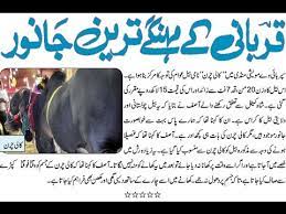 Qurbani is an obligation that we are commanded to perform by allah. Cow Qurbani 2017 2016 Anarii Qasai Out Of Control Eid Video 2017 2016 Youtube