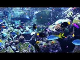 Eidikh Diapaidagwghsh Moysikh Xalarwshs Gia Paidia Me Aytismo Kai Oxi Mo Aquarium Fish Tank Aquarium Fish Coral Reef Aquarium