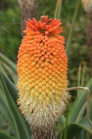 Image result for Kniphofia princeae