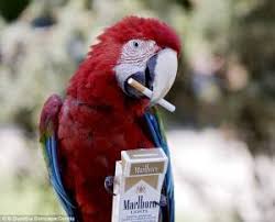 ARE YOU A SMOKER? DON'T FORCE YOUR PARROT TO SMOKE TOO ...