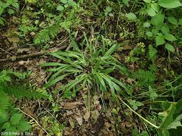 Image result for Carex johnstonii