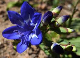 Image result for Dichaetanthera corymbosa