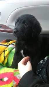 Border Collie Golden Retriever Mix Puppy For Sale In Amboy Wa Adn 54512 On Puppyfinder Com Gender Female Golden Retriever Mix Puppies Heeler Puppies Puppies