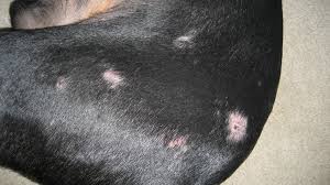 There are two common types, the first being a yeast infection caused by the candida fungus. Pictures Of Jake S Hair Loss And Hives Doberman Forum Doberman Breed Dog Forums Dog Skin Problems Pictures Dog Skin Problem Dog Hives