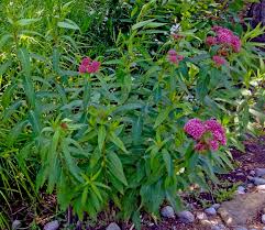 The Swamp Milkweed Asclepias Incarnata Has Gorgeous Bright Pink Flowers In July And August Great Food Source Fo Asclepias Swamp Milkweed Asclepias Incarnata