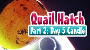 Candling Quail Eggs Day 5 Coturnix Quail Egg Incubation