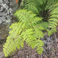 Image result for Pteridium