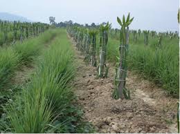 To find out more complete and clear information or images, you can visit. Gambar Tanah Pamah