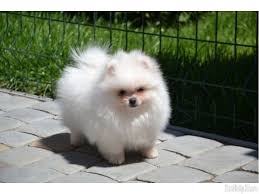 Pomeranian For Sale Near Me Pomeranian For Sale Maryland Pomeranian For Sale Virginia Pomeranian Pomeranian Puppy For Sale Pomeranian Puppy Pomeranian For Sale